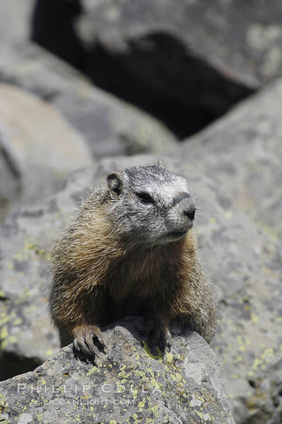 Yellow-bellied marmots can often be found on rocky slopes, perched atop boulders. Yellowstone National Park, Wyoming, USA, Marmota flaviventris, natural history stock photograph, photo id 07331