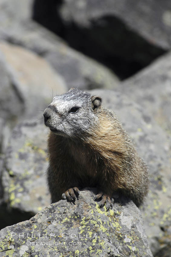 Yellow-bellied marmots can often be found on rocky slopes, perched atop boulders. Yellowstone National Park, Wyoming, USA, Marmota flaviventris, natural history stock photograph, photo id 07329