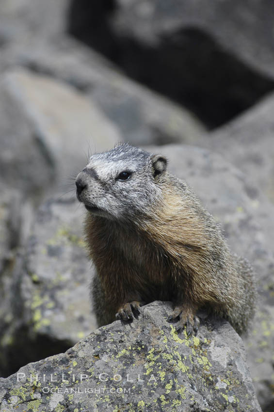 Yellow-bellied marmots can often be found on rocky slopes, perched atop boulders. Yellowstone National Park, Wyoming, USA, Marmota flaviventris, natural history stock photograph, photo id 07333