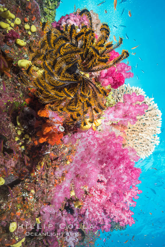 Yellow Crinoid and Pink Dendronephthya Soft Coral, on South Pacific Reef, Fiji. Namena Marine Reserve, Namena Island, Crinoidea, Dendronephthya, natural history stock photograph, photo id 31580