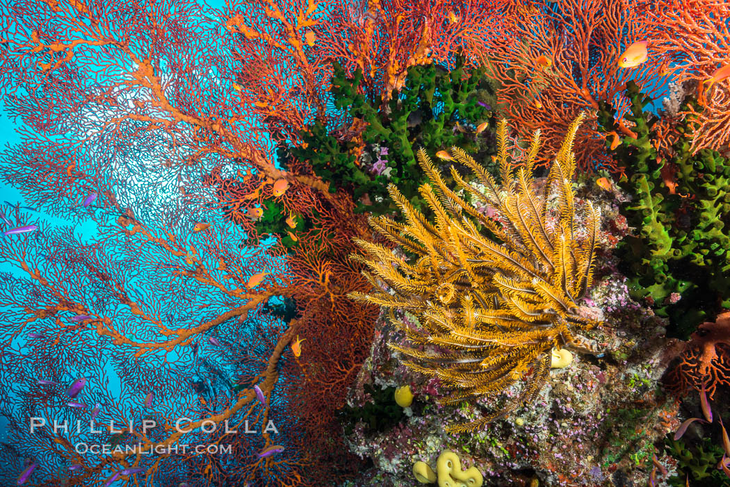 Yellow crinoid, green fan coral and red gorgonian on colorful and pristine coral reef, Fiji. Wakaya Island, Lomaiviti Archipelago, Crinoidea, Gorgonacea, Tubastrea micrantha, natural history stock photograph, photo id 31396