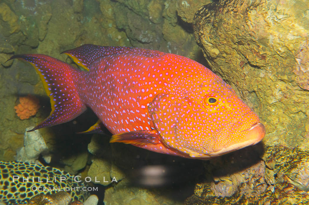Coral grouper., Variola louti, natural history stock photograph, photo id 12883