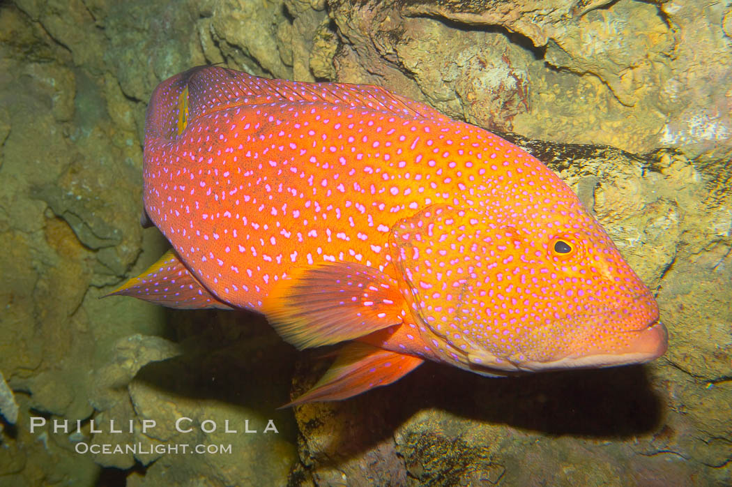Coral grouper., Variola louti, natural history stock photograph, photo id 12881