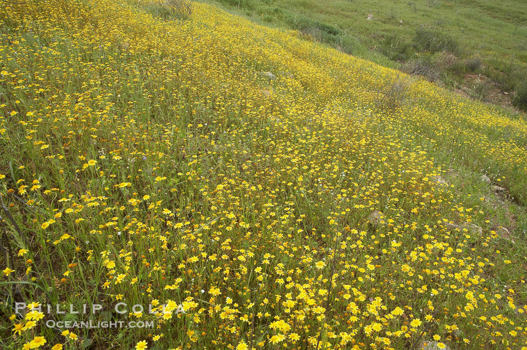 Unidentified yellow flowers bloom in spring, Lake Elsinore., natural history stock photograph, photo id 11613