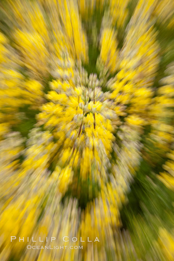 Yellow flowers on Westpoint Island. Falkland Islands, United Kingdom, natural history stock photograph, photo id 23958