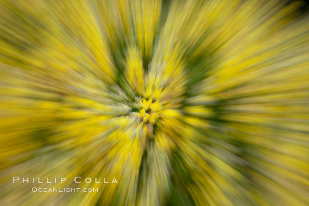 Yellow flowers on Westpoint Island. Falkland Islands, United Kingdom, natural history stock photograph, photo id 23959