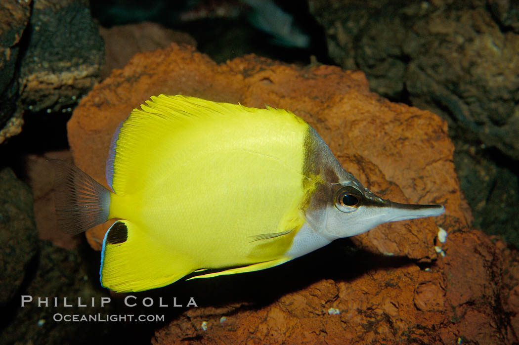 Yellow longnose butterfly fish (forceps butterfly). Maui, Hawaii, USA, Forcipiger flavissimus, natural history stock photograph, photo id 09454