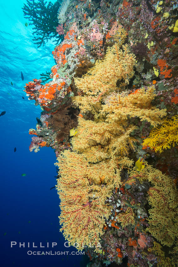 Yellow Chironephthya Soft Corals on Tropical Coral Reef, Fiji. Vatu I Ra Passage, Bligh Waters, Viti Levu  Island, Chironephthya, natural history stock photograph, photo id 31697