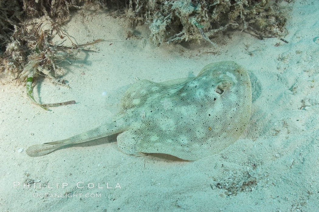 Yellow stingray. Great Isaac Island, Bahamas, Urobatis jamaicensis, natural history stock photograph, photo id 10816