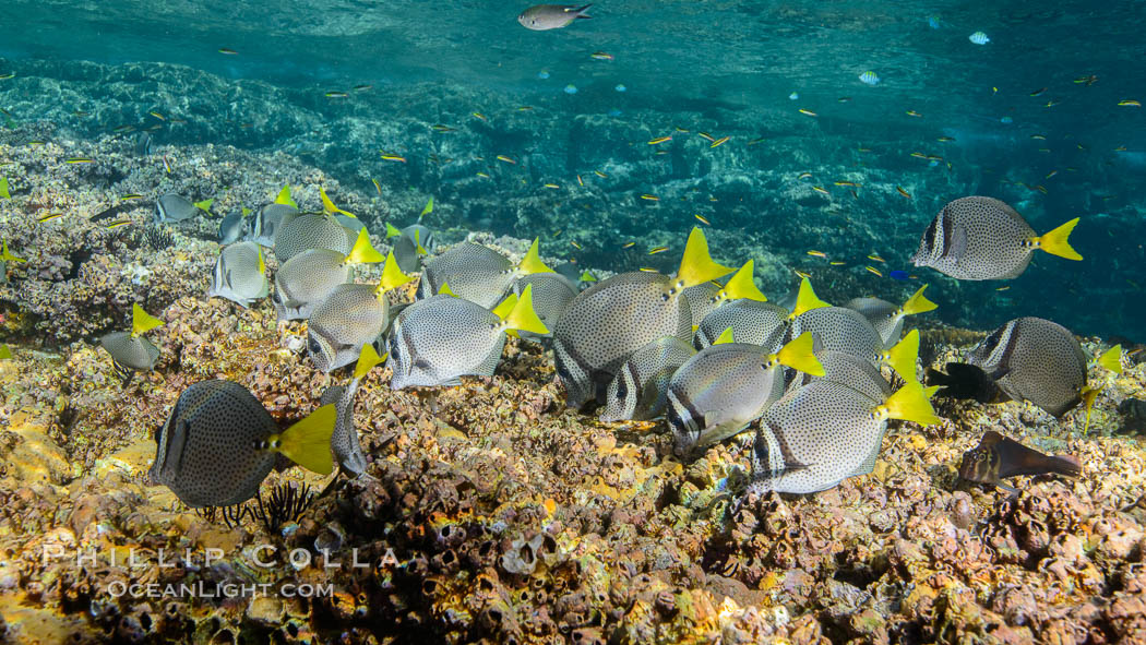 Yellow-tailed surgeonfish foraging on reef for food. Los Islotes, Baja California, Mexico, natural history stock photograph, photo id 32491