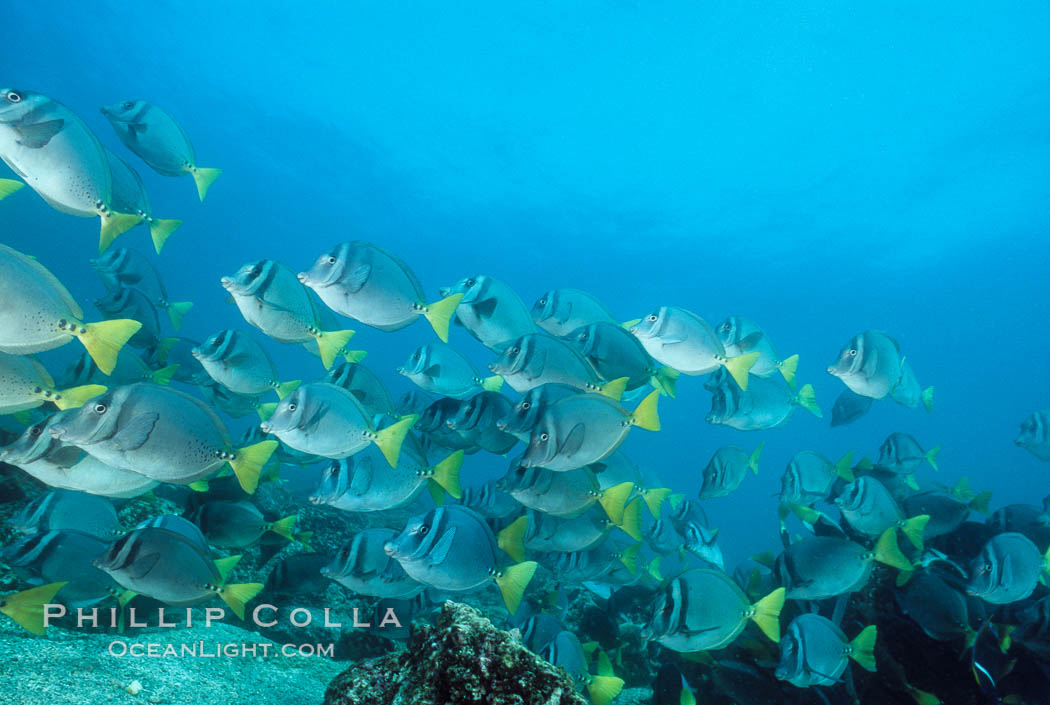 Yellow-tailed surgeonfish, Cape Marshall. Isabella Island, Galapagos Islands, Ecuador, Prionurus laticlavius, natural history stock photograph, photo id 01854