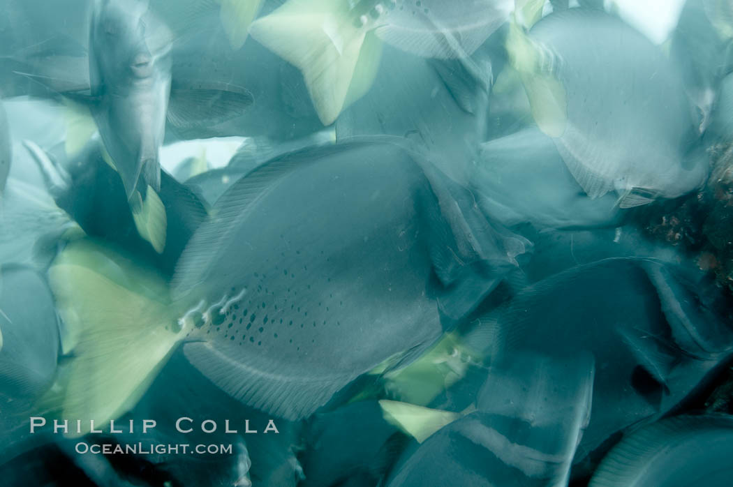 Yellowtail surgeonfish, motion blur. Cousins, Galapagos Islands, Ecuador, Prionurus laticlavius, natural history stock photograph, photo id 16379