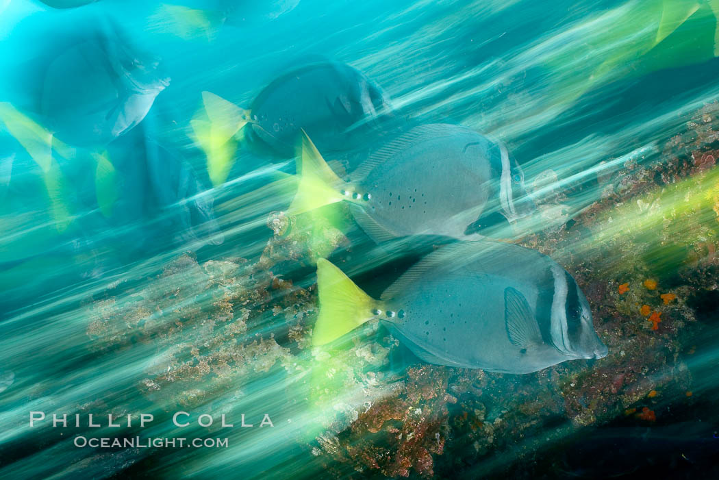 Yellowtail surgeonfish, motion blur. Cousins, Galapagos Islands, Ecuador, Prionurus laticlavius, natural history stock photograph, photo id 16365