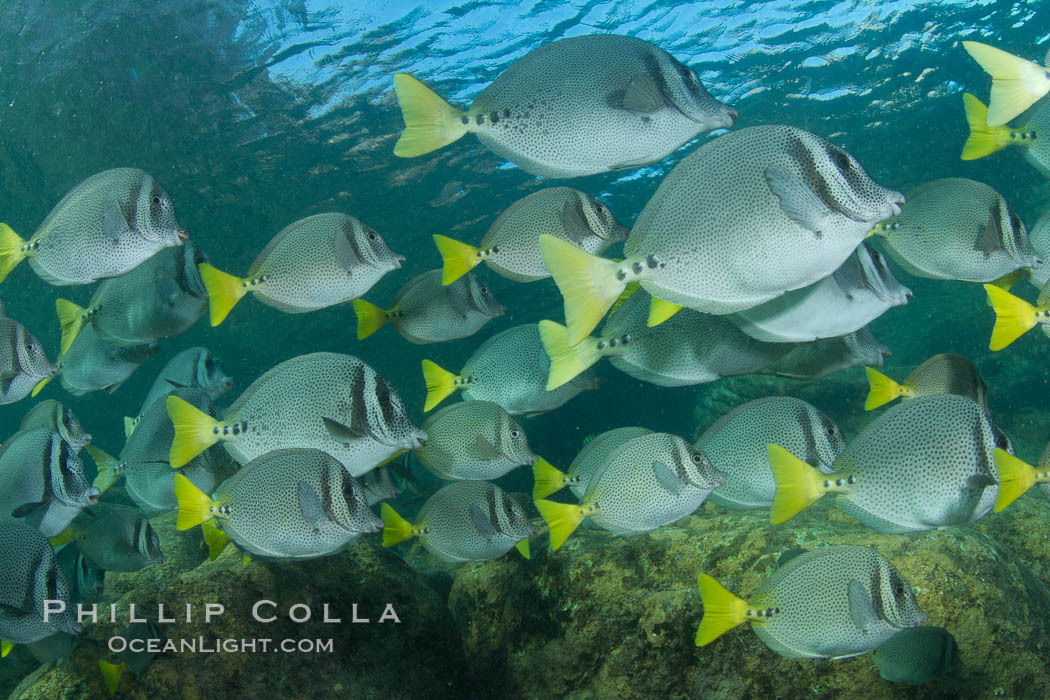 Yellow-tailed surgeonfish schooling, Sea of Cortez, Baja California, Mexico., Prionurus laticlavius, natural history stock photograph, photo id 27574