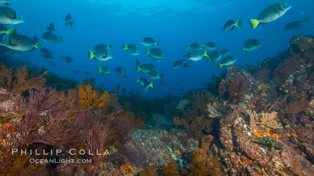 Yellow-tailed surgeonfish schooling over reef at sunset, Sea of Cortez, Baja California, Mexico., natural history stock photograph, photo id 33718
