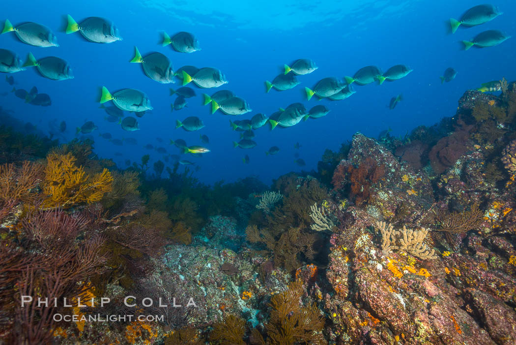 Yellow-tailed surgeonfish schooling over reef at sunset, Sea of Cortez, Baja California, Mexico., natural history stock photograph, photo id 33719