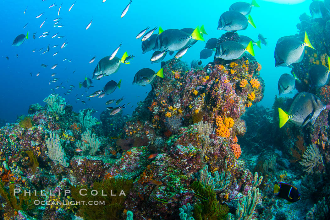 Yellow-tailed surgeonfish schooling over reef at sunset, Sea of Cortez, Baja California, Mexico., natural history stock photograph, photo id 33509