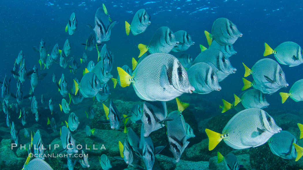 Yellow-tailed surgeonfish schooling, Sea of Cortez, Baja California, Mexico, Prionurus laticlavius