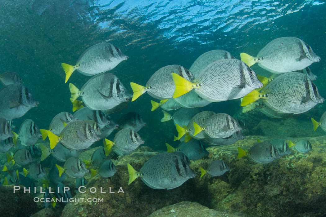 Yellow-tailed surgeonfish schooling, Sea of Cortez, Baja California, Mexico., Prionurus laticlavius, natural history stock photograph, photo id 27575