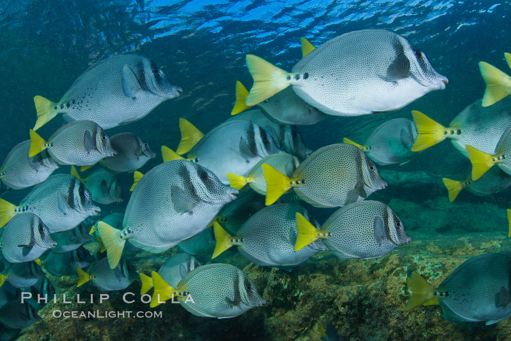 Yellow-tailed surgeonfish schooling, Sea of Cortez, Baja California, Mexico., Prionurus laticlavius, natural history stock photograph, photo id 27565