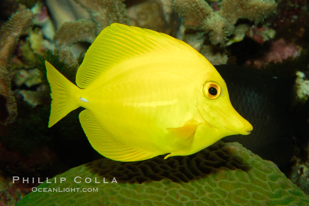 Yellow tang., Zebrasoma flavescens, natural history stock photograph, photo id 08664