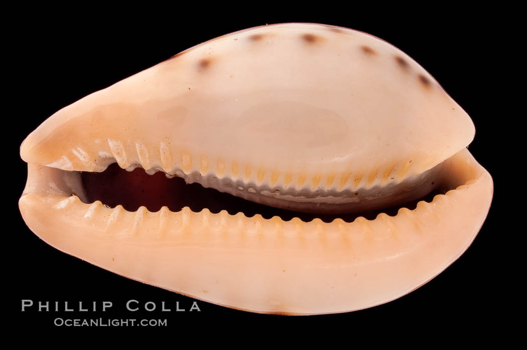 Yellow-toothed Cowrie., Cypraea xanthodon, natural history stock photograph, photo id 08398