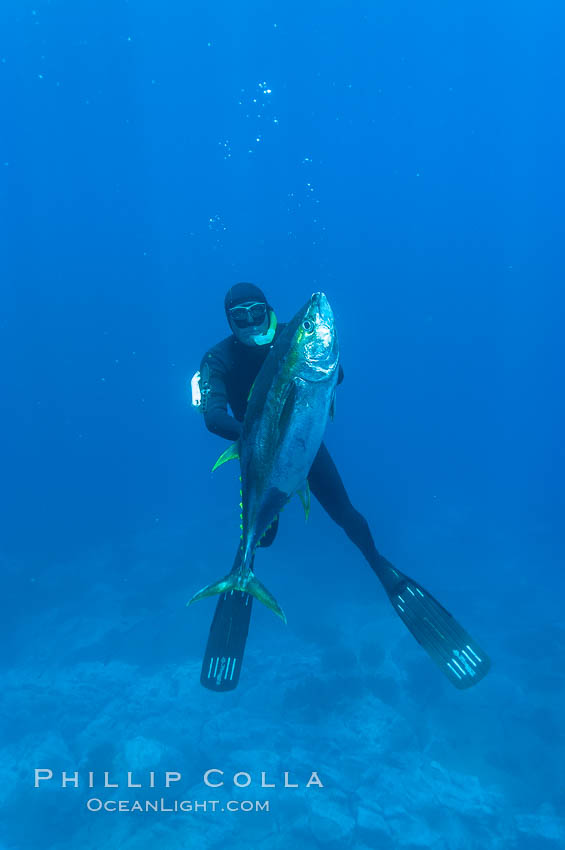 James Tate with yellowfin tuna (approx 60 pounds) taken by breathold diving with a band-power speargun near Abalone Point.  July 2004. Guadalupe Island (Isla Guadalupe), Baja California, Mexico, Thunnus albacares, natural history stock photograph, photo id 09599