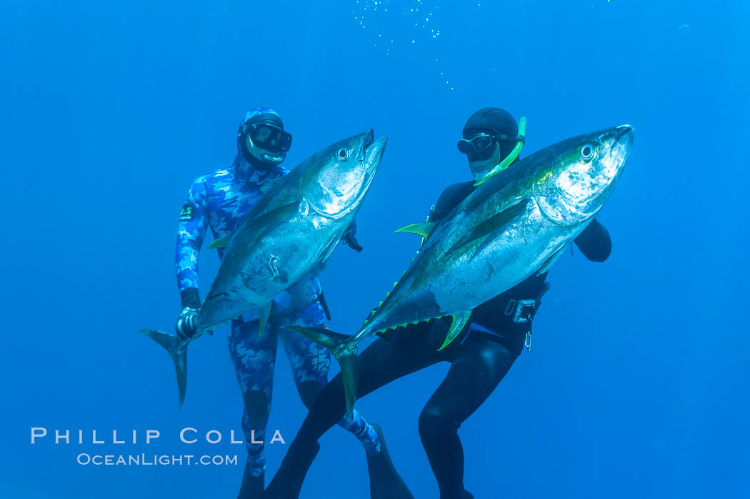 Joe Tobin (left) and James Tate (right) with yellowfin tuna (approx 60 pounds each), taken by breathold diving with band-power spearguns near Abalone Point.  Guadalupe Island, like other Eastern Pacific islands, is a fine place in the world to spear large yellowfin tuna.  July 2004. Guadalupe Island (Isla Guadalupe), Baja California, Mexico, Thunnus albacares, natural history stock photograph, photo id 09593