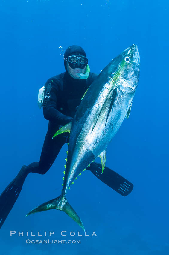 James Tate with yellowfin tuna (approx 60 pounds) taken by breathold diving with a band-power speargun near Abalone Point.  July 2004. Guadalupe Island (Isla Guadalupe), Baja California, Mexico, Thunnus albacares, natural history stock photograph, photo id 09600