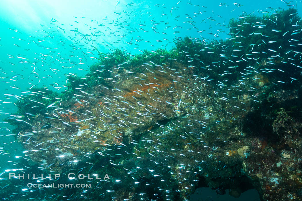 Yellowhead Hulafish, Trachinops noarlungae, schooling on the wreck of the Portland Maru, Kangaroo Island, South Australia. The Portland Maru was a 117-meter Japanese cargo ship which struck a submerged object and was beached near Cape Borda, Kangaroo Island, on March 19, 1935. Wreck of the Portland Maru, Trachinops noarlungae, natural history stock photograph, photo id 39287