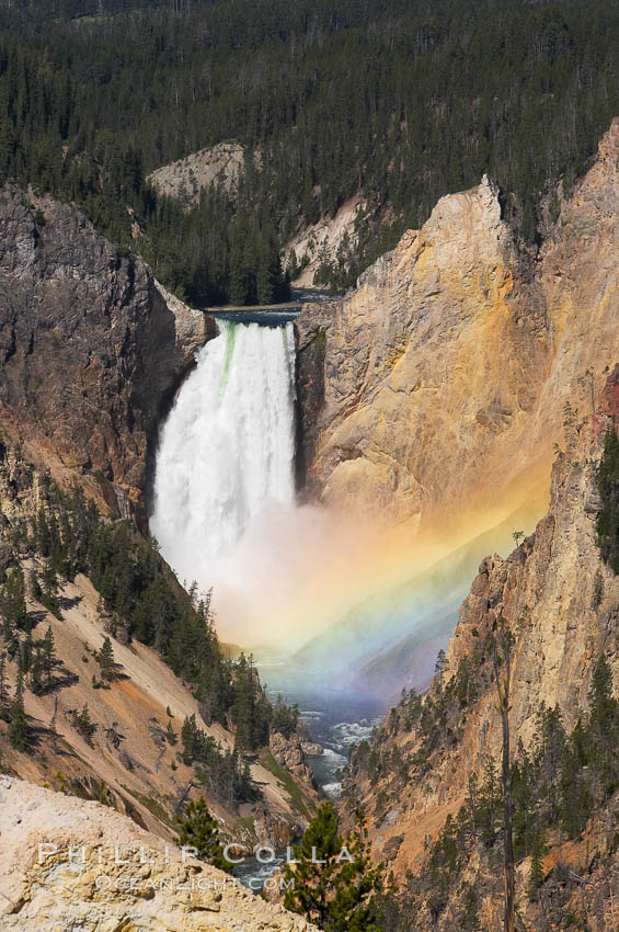 A rainbow appears in the mist of the Lower Falls of the Yellowstone River.  At 308 feet, the Lower Falls of the Yellowstone River is the tallest fall in the park.  This view is from the famous and popular Artist Point on the south side of the Grand Canyon of the Yellowstone.  When conditions are perfect in midsummer, a morning rainbow briefly appears in the falls. Yellowstone National Park, Wyoming, USA, natural history stock photograph, photo id 13332
