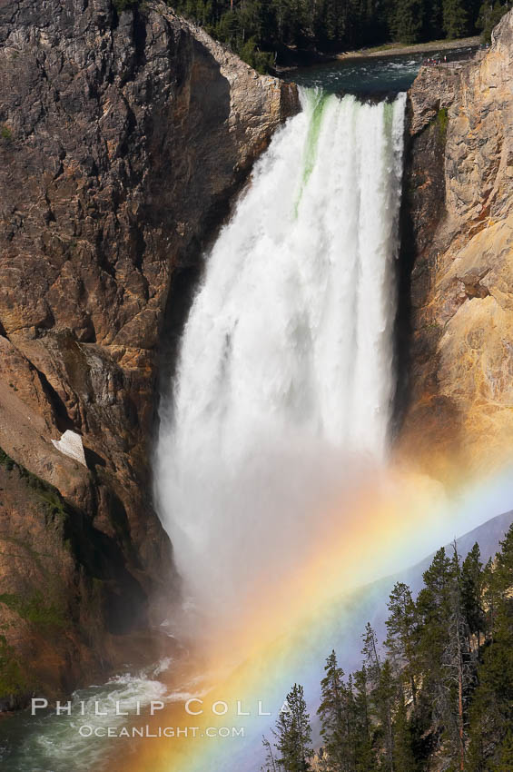A rainbow appears in the mist of the Lower Falls of the Yellowstone River.  At 308 feet, the Lower Falls of the Yellowstone River is the tallest fall in the park.  This view is from Lookout Point on the North side of the Grand Canyon of the Yellowstone.  When conditions are perfect in midsummer, a midmorning rainbow briefly appears in the falls. Yellowstone National Park, Wyoming, USA, natural history stock photograph, photo id 13319