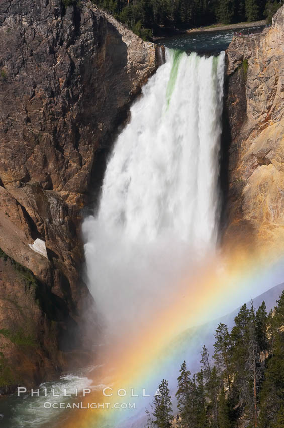 A rainbow appears in the mist of the Lower Falls of the Yellowstone River. At 308 feet, the Lower Falls of the Yellowstone River is the tallest fall in the park. This view is from Lookout Point on the North side of the Grand Canyon of the Yellowstone. When conditions are perfect in midsummer, a midmorning rainbow briefly appears in the falls, Yellowstone National Park, Wyoming