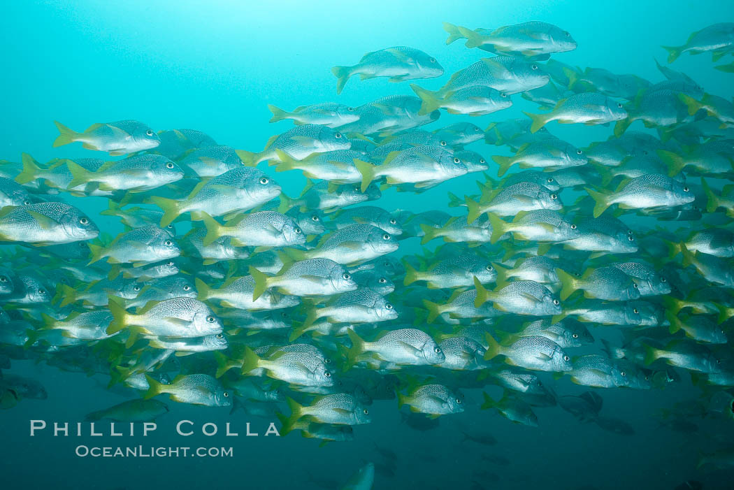 Yellowtail grunt, aka burrito grunt. North Seymour Island, Galapagos Islands, Ecuador, Anisotremus interruptus, natural history stock photograph, photo id 16360