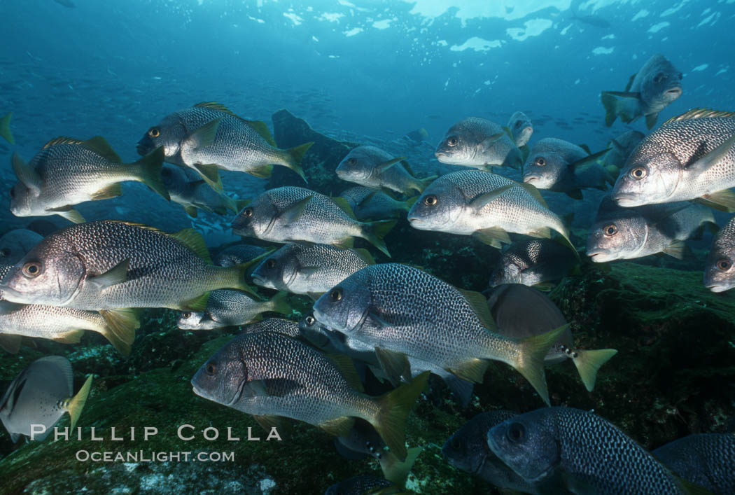 North Pacific Yellowtail grunt. Cocos Island, Costa Rica, Anisotremus interruptus, natural history stock photograph, photo id 05104