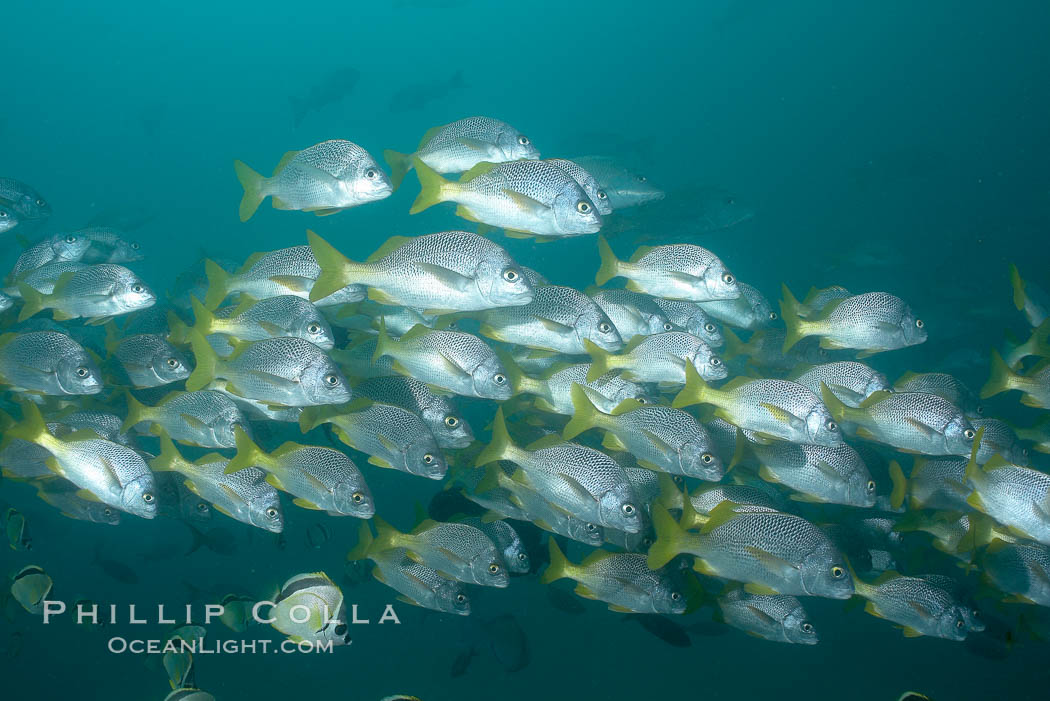 Yellowtail grunt, aka burrito grunt. North Seymour Island, Galapagos Islands, Ecuador, Anisotremus interruptus, natural history stock photograph, photo id 16359