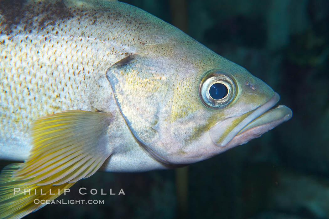 Yellowtail rockfish are found the eastern Aleutian island as far south as southern California, and can live over 60 years., Sebastes flavidus, natural history stock photograph, photo id 16959
