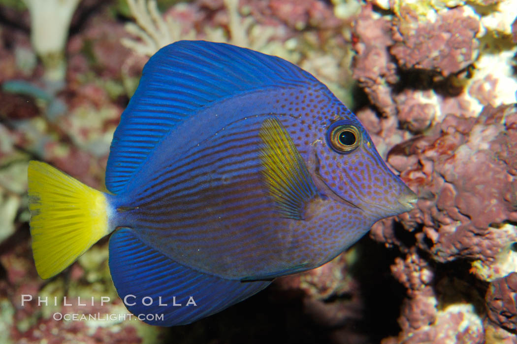 Yellowtail tang., Zebrasoma xanthurum, natural history stock photograph, photo id 08715