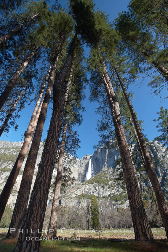 Yosemite Falls and tall pine trees, viewed from Cook's Meadow. Yosemite National Park, California, USA, natural history stock photograph, photo id 22746