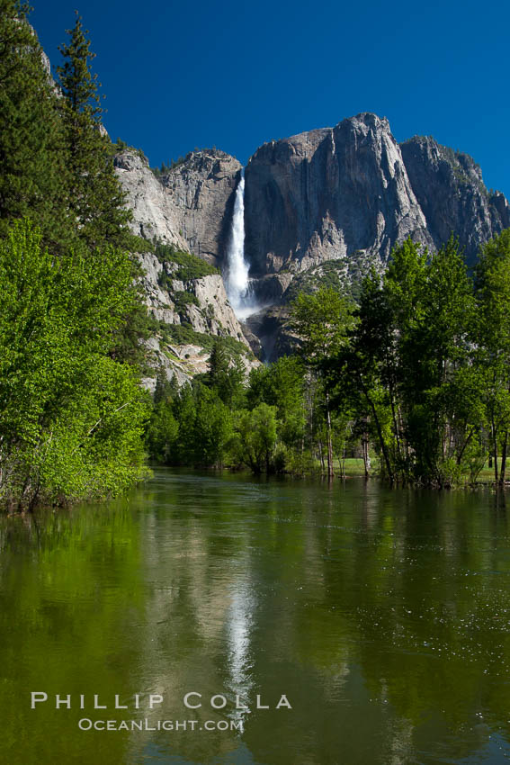 Yosemite Falls reflected in the Merced River, from Swinging Bridge.  The Merced  River is flooded with heavy springtime flow as winter snow melts in the high country above Yosemite Valley. Yosemite National Park, California, USA, natural history stock photograph, photo id 26902