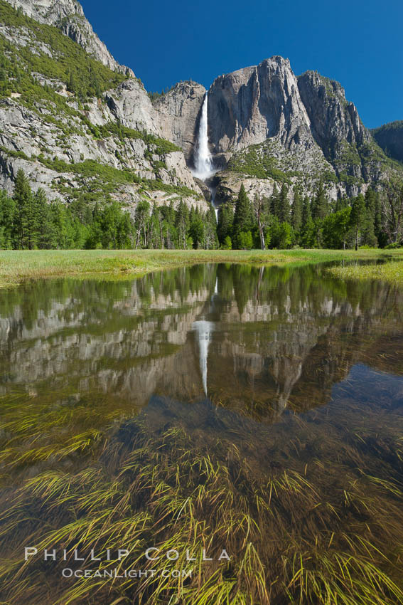 Yosemite Falls reflected in flooded meadow. The Merced River floods its banks in spring, forming beautiful reflections of Yosemite Falls, Yosemite National Park, California