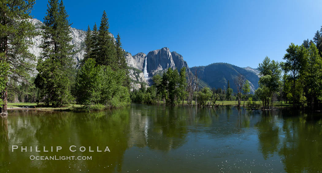 Yosemite Falls reflected in the Merced River, from Swinging Bridge.  The Merced  River is flooded with heavy springtime flow as winter snow melts in the high country above Yosemite Valley. Yosemite National Park, California, USA, natural history stock photograph, photo id 26899
