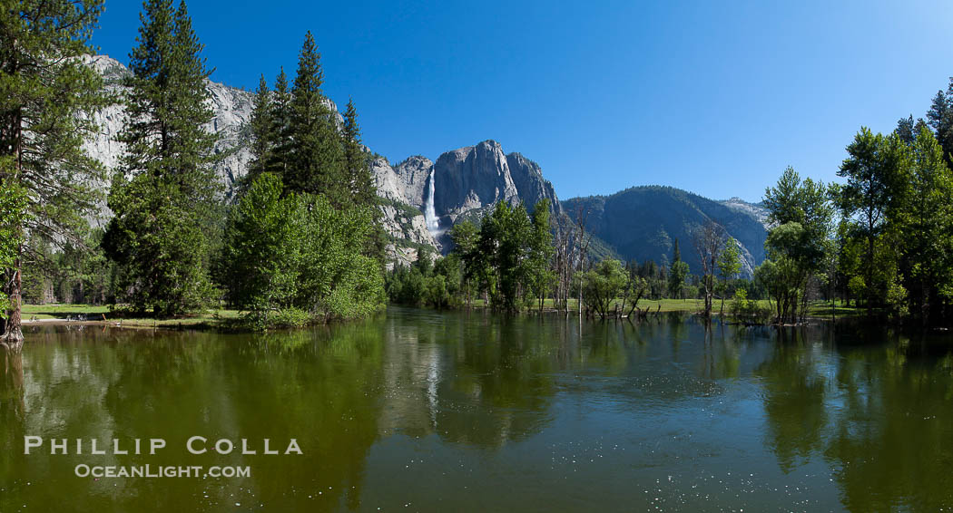 Yosemite Falls reflected in the Merced River, from Swinging Bridge.  The Merced  River is flooded with heavy springtime flow as winter snow melts in the high country above Yosemite Valley., natural history stock photograph, photo id 26899