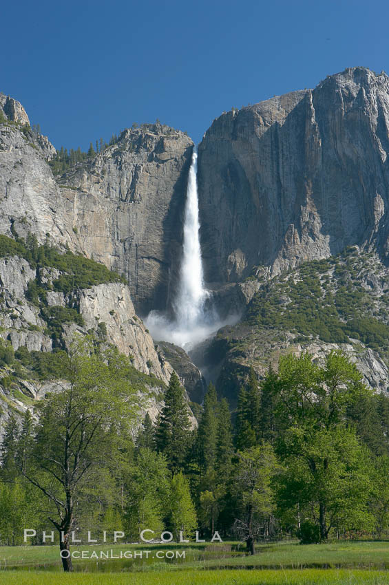 Yosemite Falls rises above Cooks Meadow.  The 2425 falls, the tallest in North America, is at peak flow during a warm-weather springtime melt of Sierra snowpack.  Yosemite Valley. Yosemite National Park, California, USA, natural history stock photograph, photo id 16136