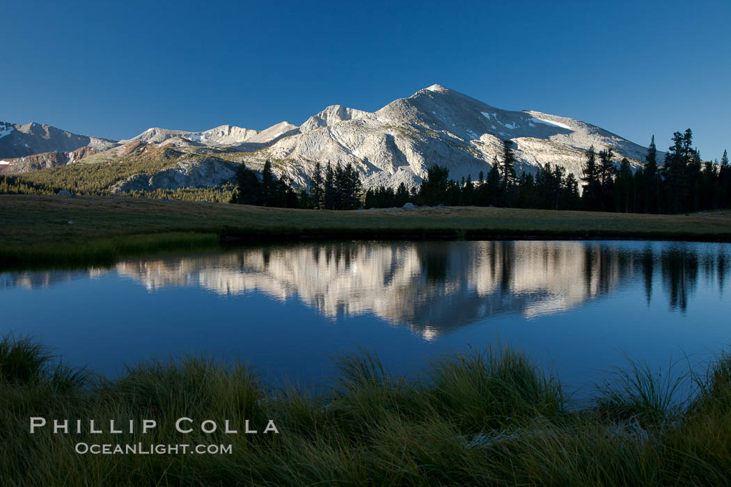 Mammoth Peak (12,117') reflected in small tarn pond at sunrise, viewed from meadows near Tioga Pass, Yosemite National Park, California