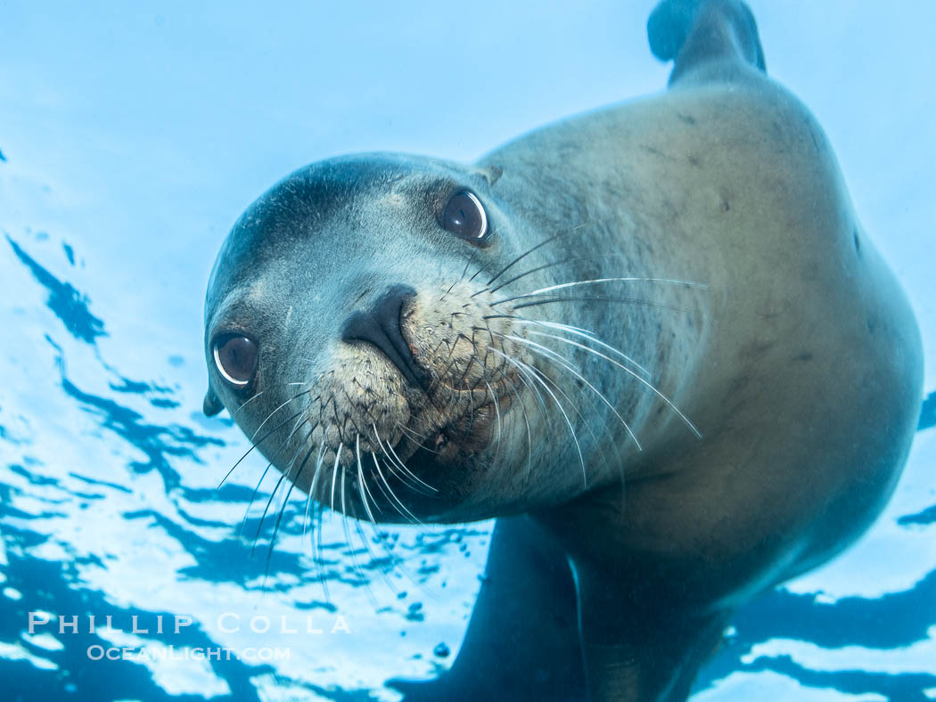 Young Adult Male California Sea Lion Underwater, his sagittal crest (bump on his head) is starting to be visible., Zalophus californianus, natural history stock photograph, photo id 39958