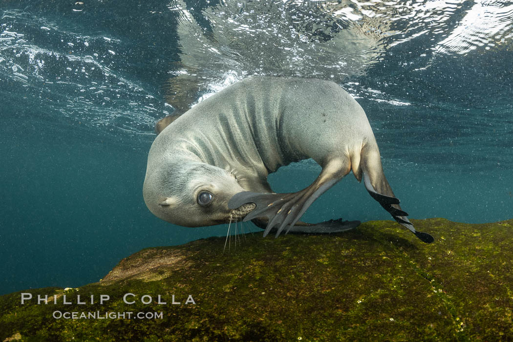 Cute young California Sea Lion playing with its own tail, Coronado Islands, Baja California, Mexico. Coronado Islands (Islas Coronado), Zalophus californianus, natural history stock photograph, photo id 36474