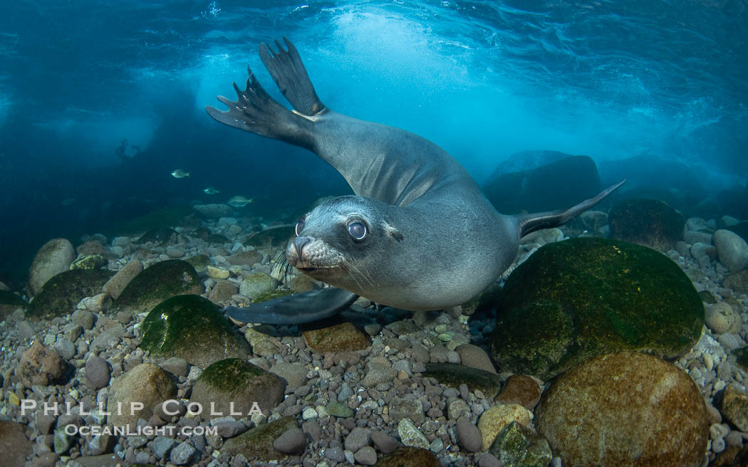 Young California Sea Lion Pup Looks at the Underwater Camera That Is Taking Its Photograph, in the Coronado Islands, Baja, Mexico. In this shallow cobblestone-strewn cove, sea lions often chase zebra perch two of which are seen in the background, Zalophus californianus, Coronado Islands (Islas Coronado)