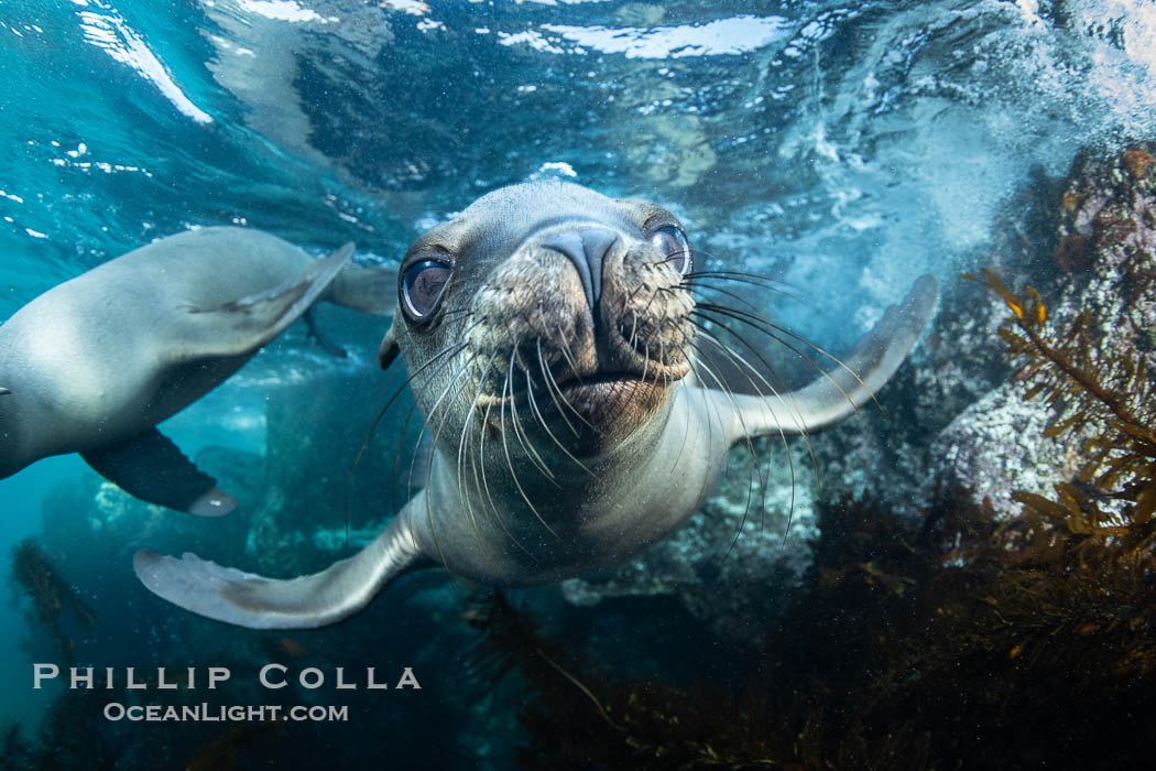 A cute young California Sea Lion Pup comes to the camera for a close look at its reflection, in the Coronado Islands, Baja, Mexico, Zalophus californianus, Coronado Islands (Islas Coronado)