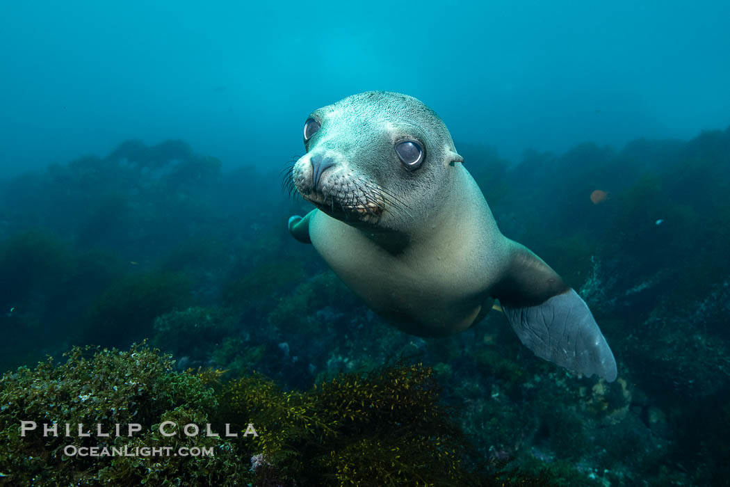 Young California Sea Lion Pup Looks at the Underwater Camera Taking Its Photograph, in the Coronado Islands, Baja, Mexico., Zalophus californianus, natural history stock photograph, photo id 39988
